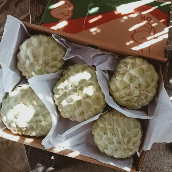 Cherimoya 2