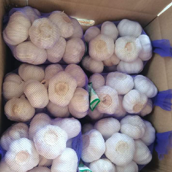 Garlic 1